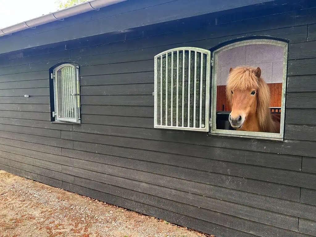 Brun hest kigger ud gennem et buet staldvindue i en sort trævæg